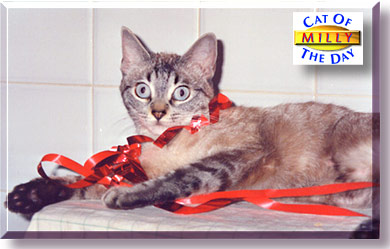 Milly, the Cat of the Day
