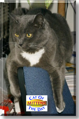 Mittens, the Cat of the Day