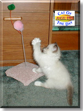 Angel Eyes, the Cat of the Day