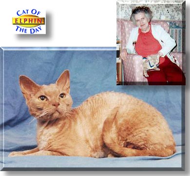 Elphin, the Cat of the Day