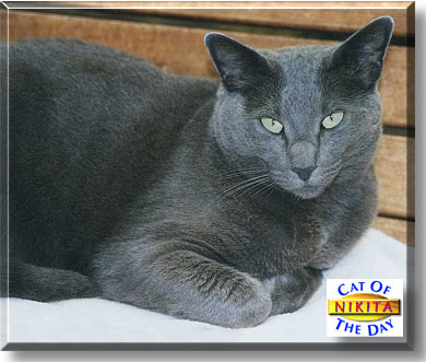 Nikita, the Cat of the Day