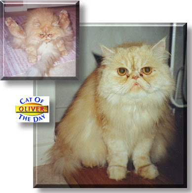 Oliver, the Cat of the Day