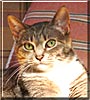 Tommie
