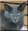 Nikita