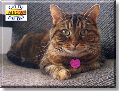 Meow, the Cat of the Day