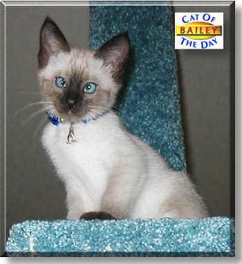 Bailey, the Cat of the Day