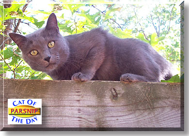 Parsnip, the Cat of the Day