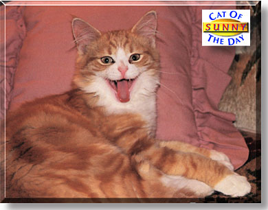 Sunny, the Cat of the Day