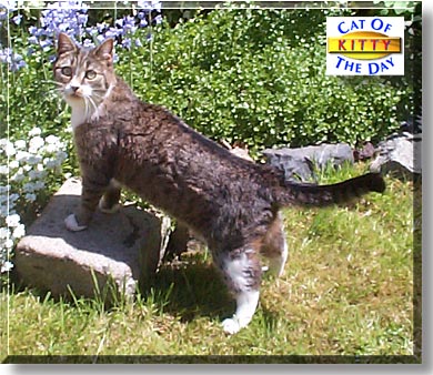 Kitty, the Cat of the Day