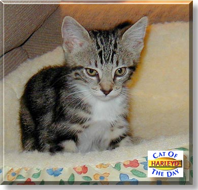 HarleyD, the Cat of the Day