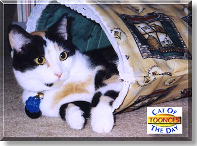Toonces, the Cat of the Day