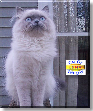 Luna, the Cat of the Day