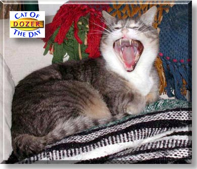 Dozer, the Cat of the Day