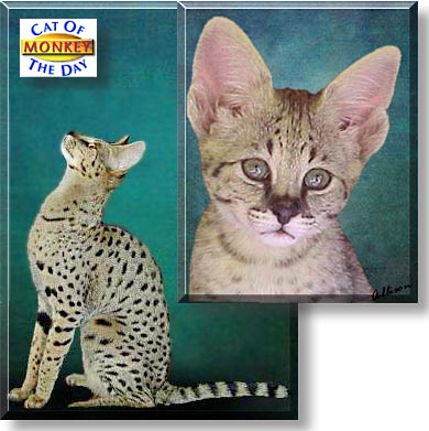 Monkey, the Cat of the Day