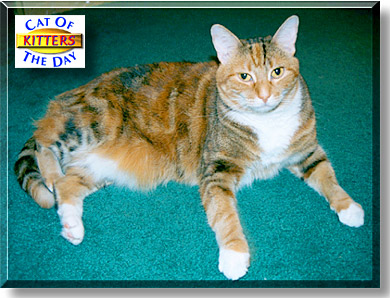 Kitters, the Cat of the Day