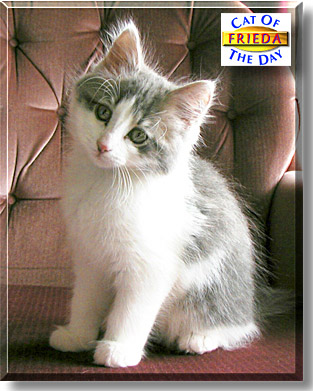 Frieda, the Cat of the Day