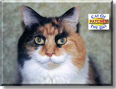 Patches, the Cat of the Day