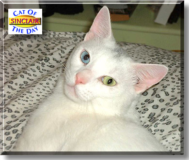Sinclair, the Cat of the Day