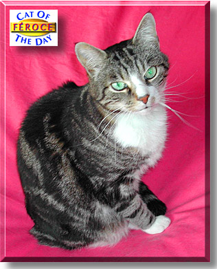 Féroce, the Cat of the Day