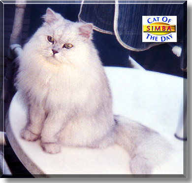 Sir Simba, the Cat of the Day