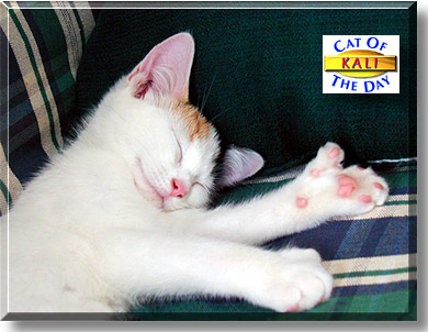 Kali, the Cat of the Day