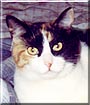 Amelia