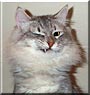 Mikita