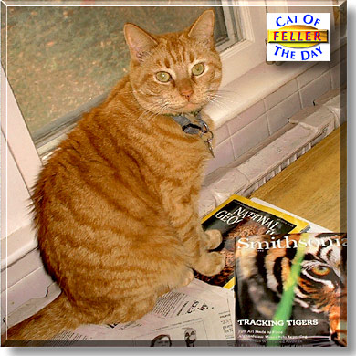 Feller, the Cat of the Day