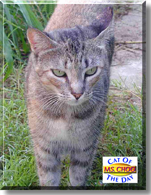 Ms. Choo, the Cat of the Day