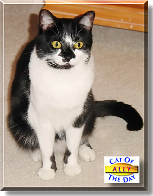 Ally, the Cat of the Day