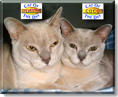 Sylvester and Coco, the Cat of the Day