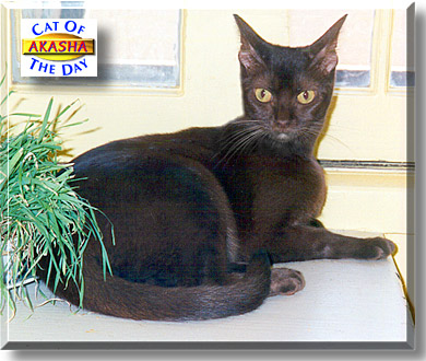 Akasha, the Cat of the Day