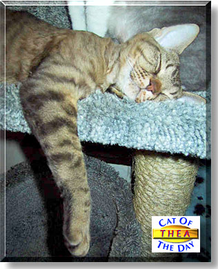 Thea, the Cat of the Day