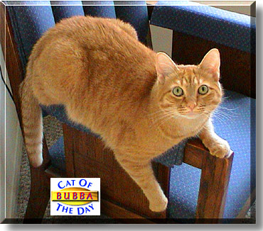 Bubba, the Cat of the Day