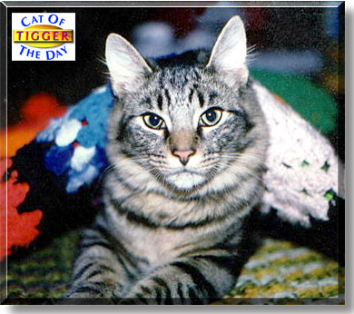 Tigger, the Cat of the Day