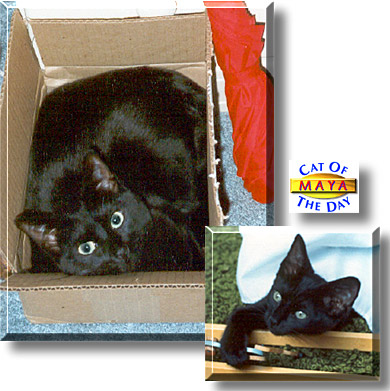 Maya, the Cat of the Day