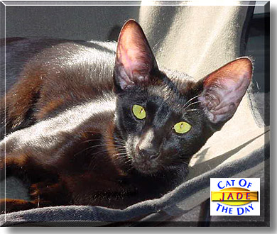 Jade Jaguar, the Cat of the Day