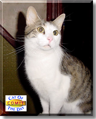 Comit, the Cat of the Day