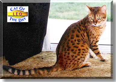 Leo, the Cat of the Day