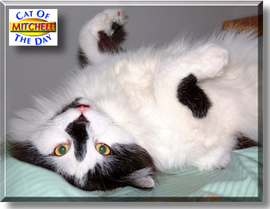 Mitchell, the Cat of the Day