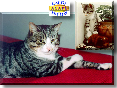 Agapè, the Cat of the Day