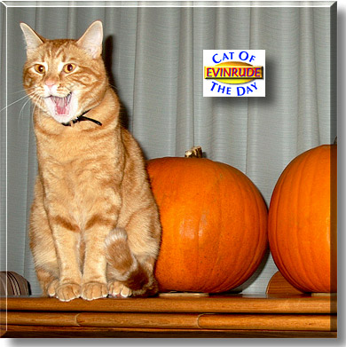 Evinrude, the Cat of the Day