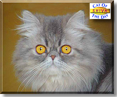 Shiva, the Cat of the Day