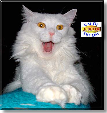 Jebeker, the Cat of the Day