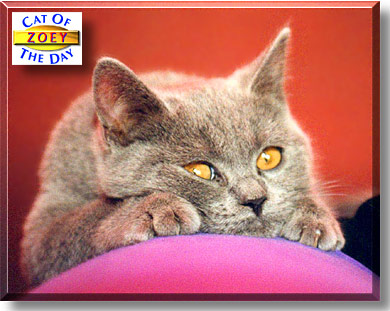 Zoey, the Cat of the Day