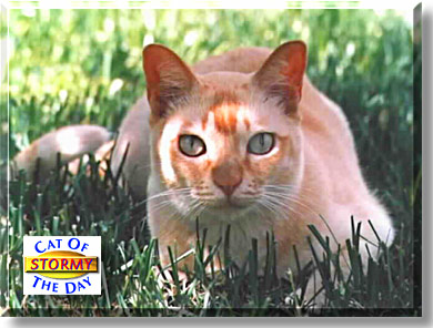 Stormy, the Cat of the Day
