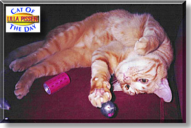 Lilla Pissen, the Cat of the Day