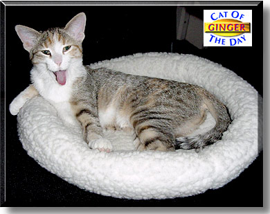 Ginger, the Cat of the Day