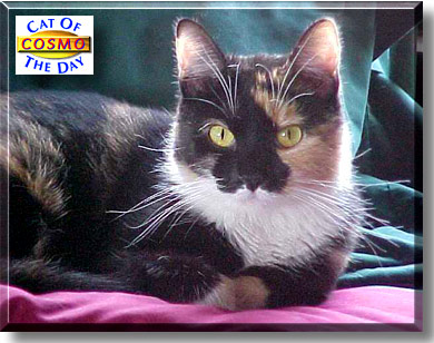 Cosmo, the Cat of the Day