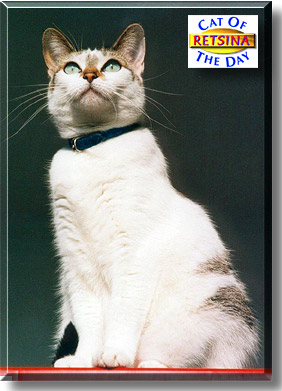 Retsina, the Cat of the Day